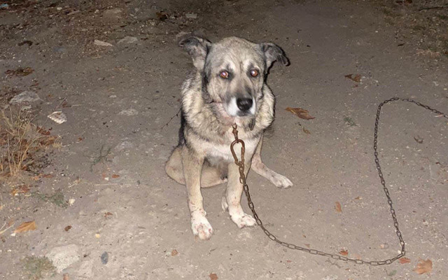 Beylikdüzü'nde 3 köpeği bıçaklayıp birini öldüren şahıs: Hatırlamıyorum - Resim: 0