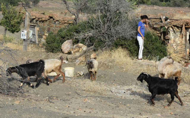 Aydın'da keçi otlatırken cinsel saldırıya uğradı: Tahliye edilmesine şaşırdım... - Resim: 1