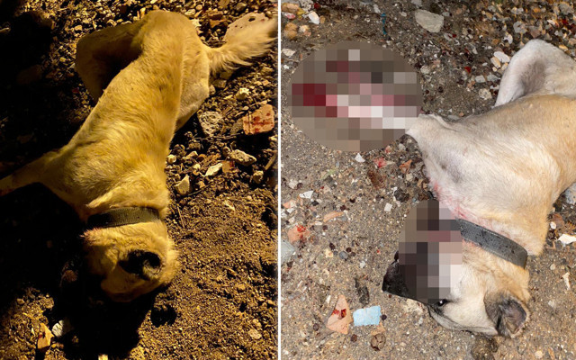 Beylikdüzü'nde öldürülen köpeklerin sahibi kan dondurdu: Gözümün önünde boğazını kesti - Resim: 0