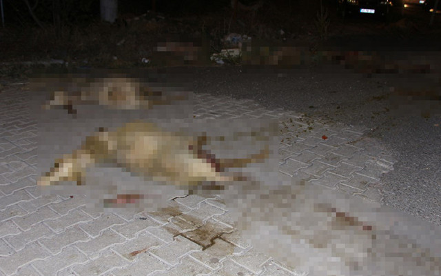 Manisa'da 2 otomobil koyun sürüsünü biçti 15 koyun öldü - Resim: 1