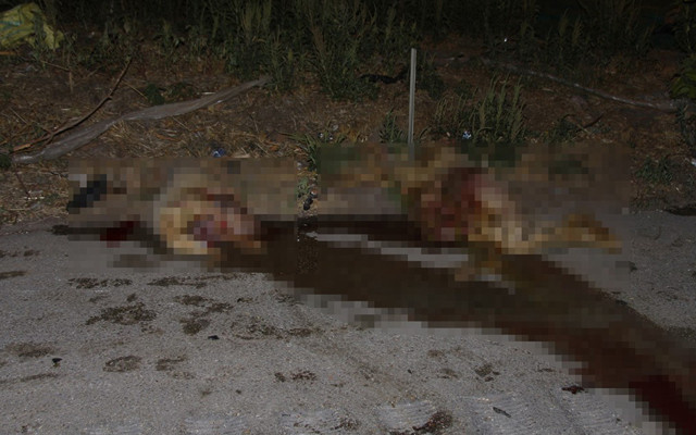 Manisa'da 2 otomobil koyun sürüsünü biçti 15 koyun öldü - Resim: 0