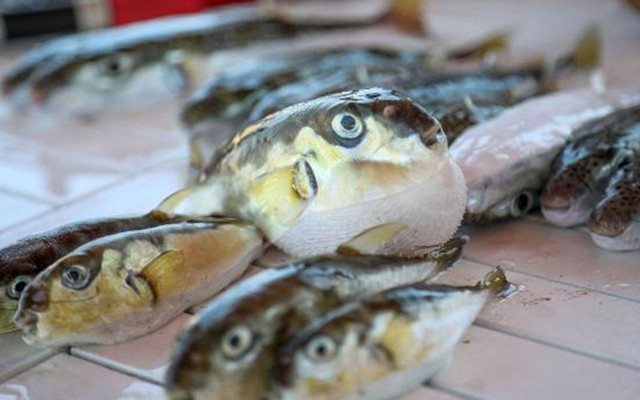 Vatandaşlar tedirgin! Balon balığını sokak aralarında 'mezgit' diye satıyorlar iddiası - Resim: 2