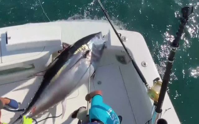 Denizli'de olta meraklısı şaşırttı: 37 kilogram kapasiteli misina ile 260 kilo orkinos yakaladı - Resim: 0