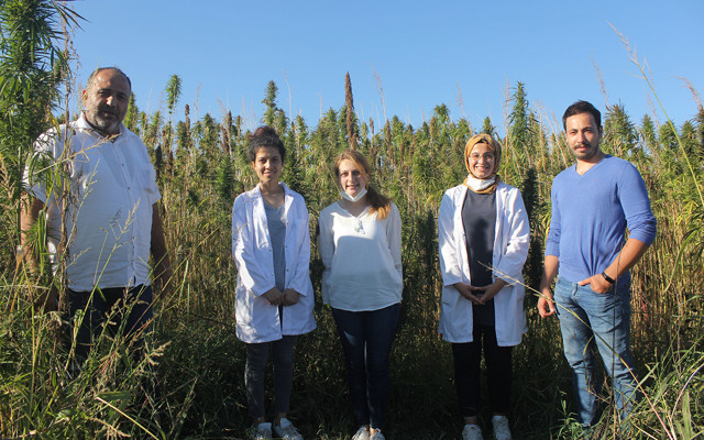 Türkiye'nin ilk yerli ve milli kenevirleri Narlı ile Vezir hasada hazır - Resim: 1