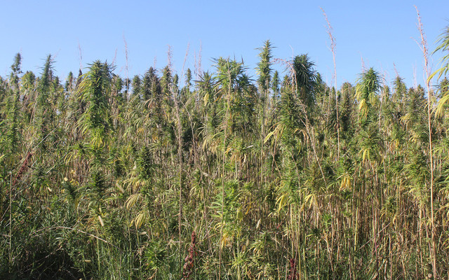 Türkiye'nin ilk yerli ve milli kenevirleri Narlı ile Vezir hasada hazır - Resim: 0