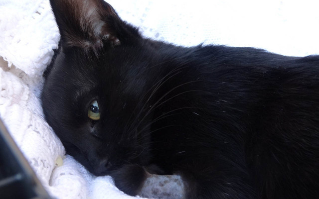 Sivas'ta kedisinin zehirlendiği öğrenince gözyaşlarını tutamadı - Resim: 0