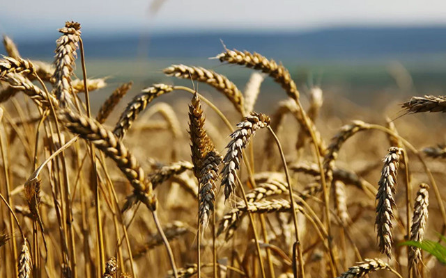 Gümrük vergisi yıl sonuna kadar sıfırlandı! İşte o ürünler - Resim: 0