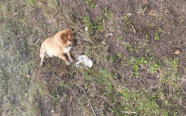 Bursa'da vahşet! Kümesten yumurta çalan köpeği tüfekle vurarak öldürdü - Resim: 2