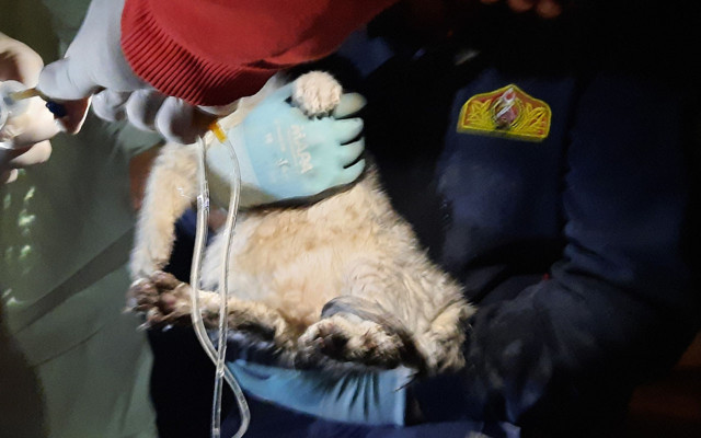 İzmir'de 21 kişinin arandığı yıkılan Emrah Apartmanı’ndan kedi kurtarıldı - Resim: 0