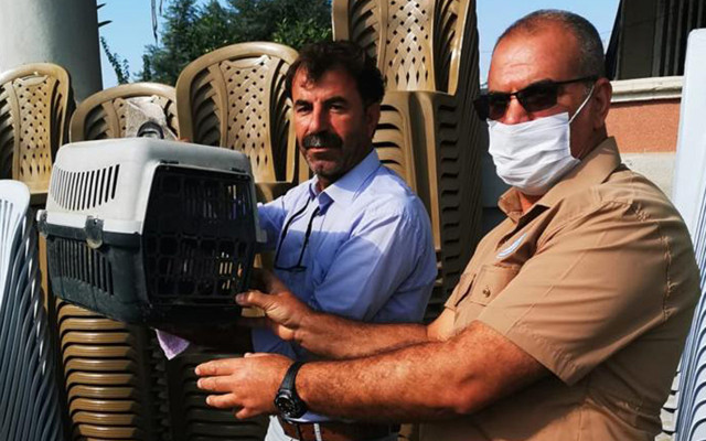 Muhtar tilki yavrusu sandı! Mersin'de Brezilya'nın kabusu vampir yarasa korkusu - Resim: 0