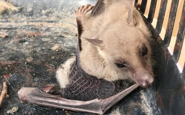 Prof. Albayrak Mersin'de görülen vampir yarasaya dair konuştu: Koronavirüs ile ilgisi yok - Resim: 0