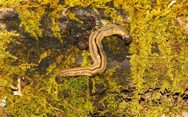 Öldürülemiyor ve istilacı! ABD'de çekiş başlı solucan alarmı - Resim: 0