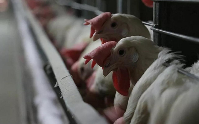 Çin'e ilk kanatlı eti ve ürünleri ihracatı başladı Bakan Bekir Pakdemirli açıkladı - Resim: 0