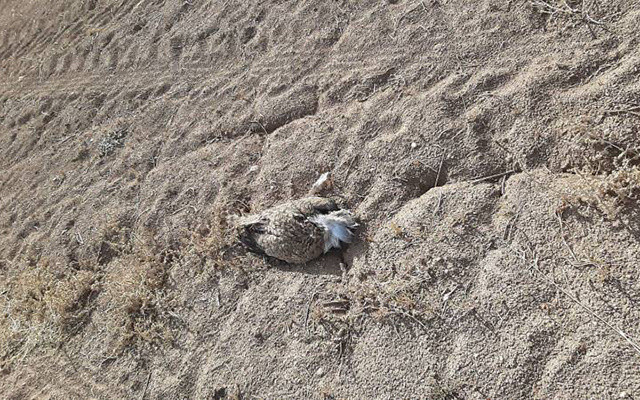 Trabzon'da bakımı yapılıp doğaya salınan koruma altındaki kuş Yozgat'ta öldürüldü - Resim: 1