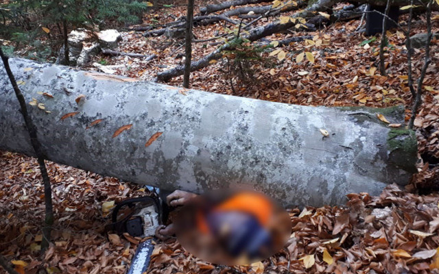 Bolu'da kestiği ağacın altında kalan adam hayatını kaybettiği - Resim: 0