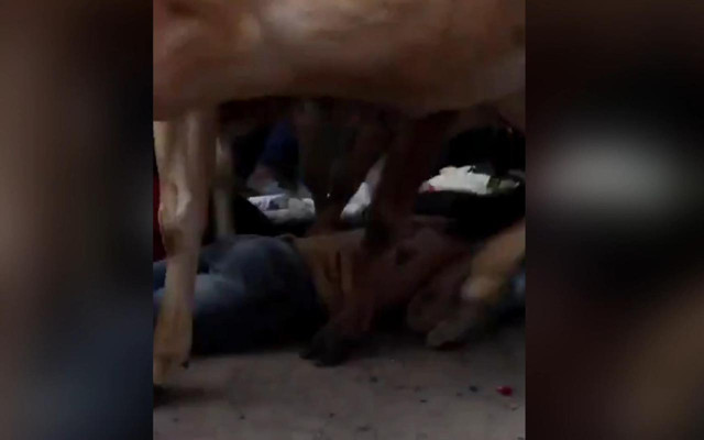 Hindistan'da bir garip festival: Kendilerini çiğnetip yüzlerine sürdüler - Resim: 1