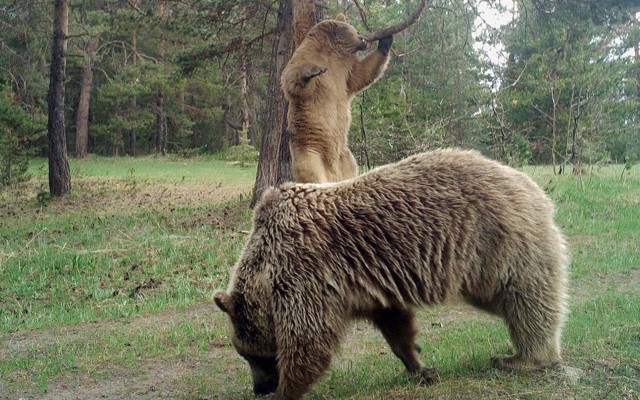 Giresun'da ayıyla 10 dakika boğuştu! Köpekler kurtardı Karadeniz'e 2 önlem önerisi - Resim: 1