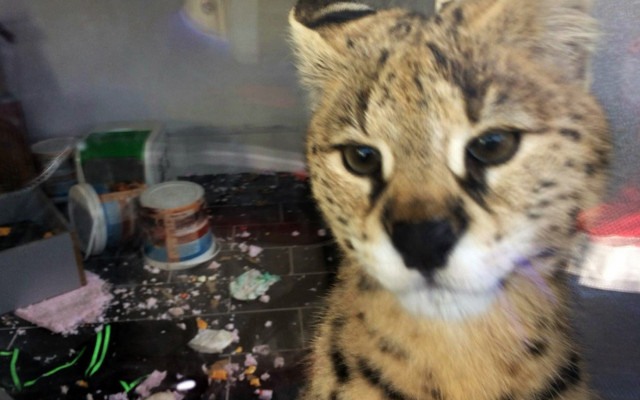 Sakarya'da operasyonda ele geçirildi! Vahşi kedinin piyasa değeri bakın ne kadar - Resim: 0