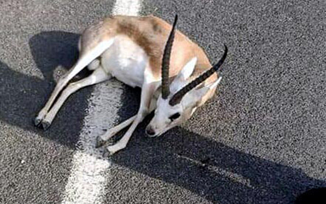 İzmir'de 'veteriner' yalanıyla yaralı ceylanı götürenlere 24 bin lira ceza - Resim: 0