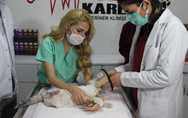 Bursa ve Diyarbakır'da insanlık öldü! Kedinin patileri kesildi 12 köpek çuvala koyuldu - Resim: 0