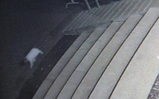 Bursa ve Diyarbakır'da insanlık öldü! Kedinin patileri kesildi 12 köpek çuvala koyuldu - Resim: 1