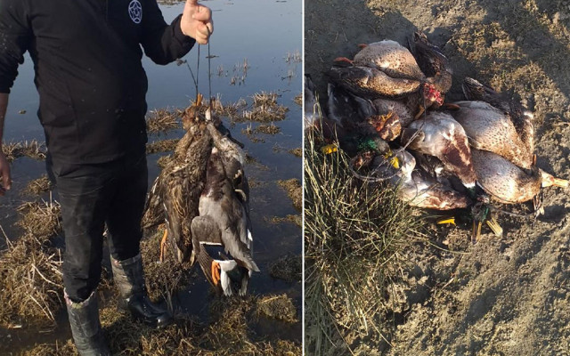 Samsun'da coğrafya öğretmeni kaçak avda yakalandı! Toplam 16 bin 657 lira - Resim: 0