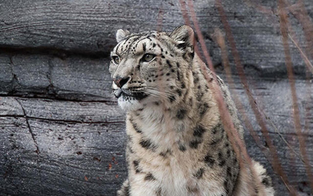 ABD'de hayvanat bahçesinde alarm! Leoparda koronavirüs tespit edildi - Resim: 0