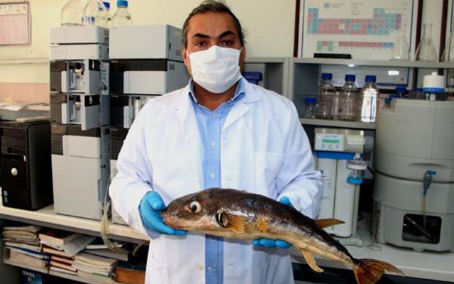 Balon balığının zehrinin gramı 1 milyon euro! Kanser hastalarının acılarını dindirmede umut olabilir - Resim: 1