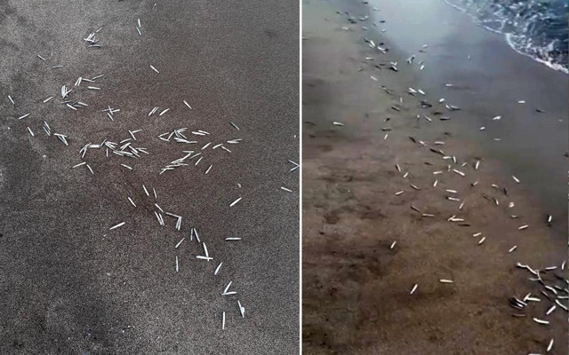 Antalya'da yüzlercesi kıyıya vuran yavru balıklar endişelendirdi: Nedeni araştırılmalı - Resim: 0