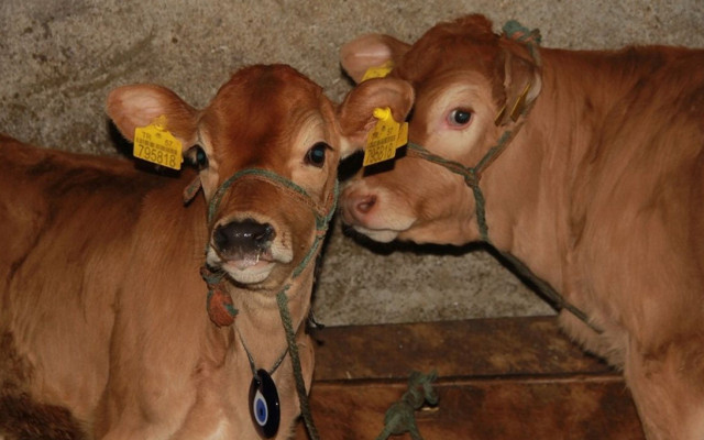 Sinop'ta yeni doğan buzağılarına verdiği isim şaşırttı 'onlardan esinlendim' - Resim: 1