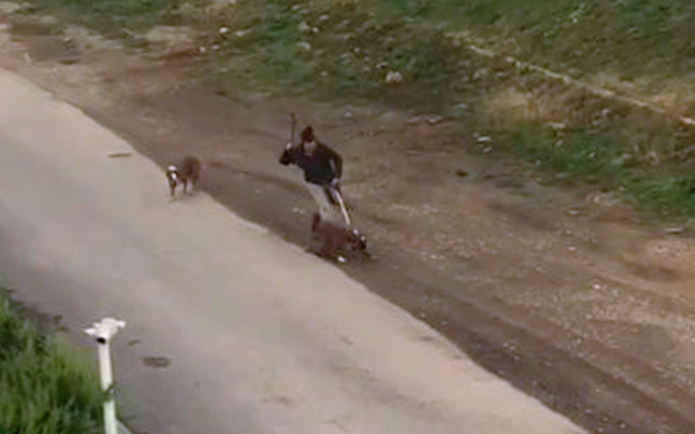 Antalya'da isyan ettiren görüntüler! Sokak ortasında 2 köpeğine sopayla saldırdı - Resim: 0