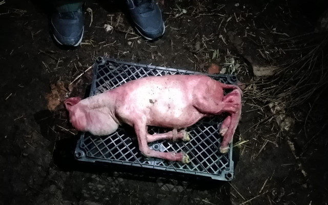 Tekirdağ'da tüysüz ve yüz kısmı gelişmeden doğan kuzu şaşkınlık yarattı - Resim: 1