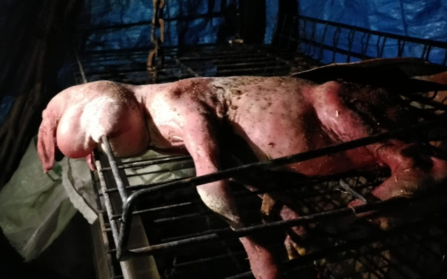 Tekirdağ'da tüysüz ve yüz kısmı gelişmeden doğan kuzu şaşkınlık yarattı - Resim: 0