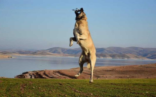 Sivas'ta Kangal köpeği drone görünce neden saldırdı? Sebebi bakın neymiş - Resim: 1