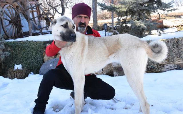 Sivas'ta Kangal köpeği drone görünce neden saldırdı? Sebebi bakın neymiş - Resim: 0