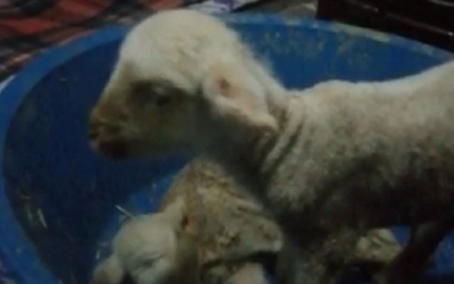 İzmir'de yeni doğan kuzu herkesi şaşırttı! Bakın ne dedi - Resim: 0