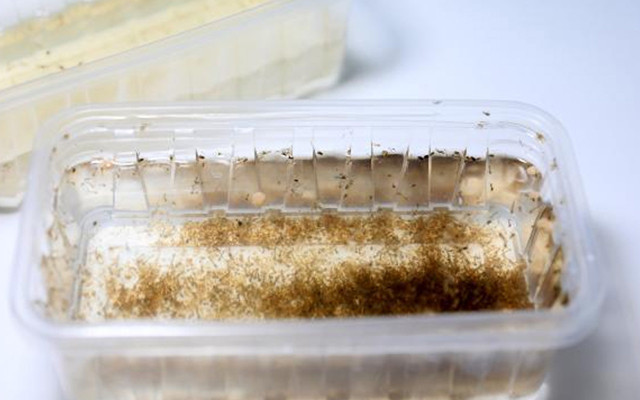 Sivrisinekler kışı iyi geçirdi! Yaz aylarının tamamında artış görülecek - Resim: 1