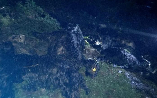 Kahramanmaraş'ta yıldırım faciası: 41 küçükbaş telef oldu - Resim: 1