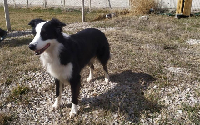 Türkiye'de ilk kez geliştirildi! Covid-19 tespit eden dedektif köpek yüzde 100 başarılı oluyor - Resim: 0