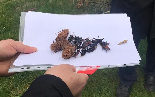 900 metre uçabiliyor ve 300 yumurta bırakıyor! İstanbul'da palmiyeler için 'kırmızı' tehlike - Resim: 0