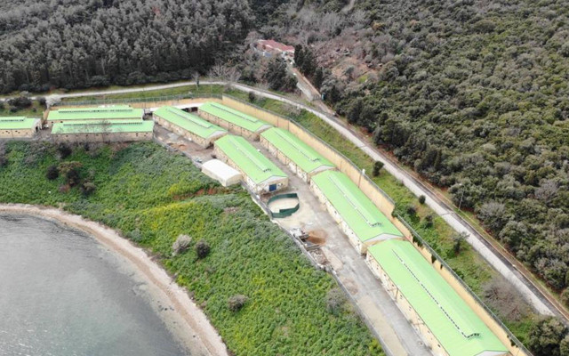 İBB Adalar’dan topladığı 100’e yakın atı ahıra hapsetti - Resim: 2