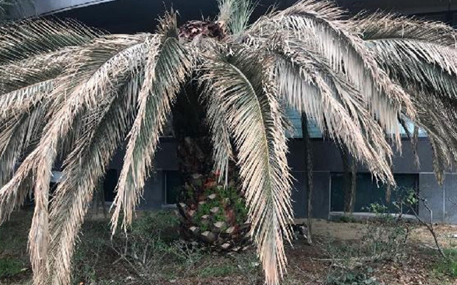 900 metre uçabiliyor ve 300 yumurta bırakıyor! İstanbul'da palmiyeler için 'kırmızı' tehlike - Resim: 1