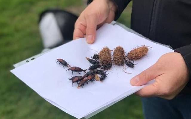 900 metre uçabiliyor ve 300 yumurta bırakıyor! İstanbul'da palmiyeler için 'kırmızı' tehlike - Resim: 2