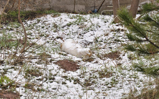 Eskişehir'de vahşet! Kediyi ağaca astılar - Resim: 1