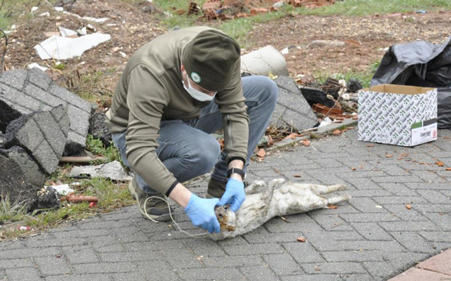 Eskişehir'de vahşet! Kediyi ağaca astılar - Resim: 2
