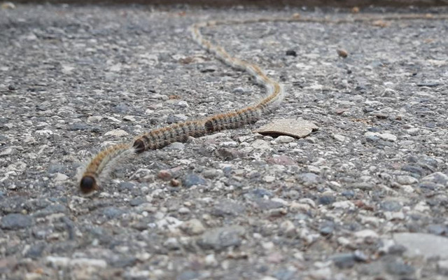 Adıyaman'da tırtıllar ip gibi dizildi görenler 'yılan' zannetti - Resim: 0