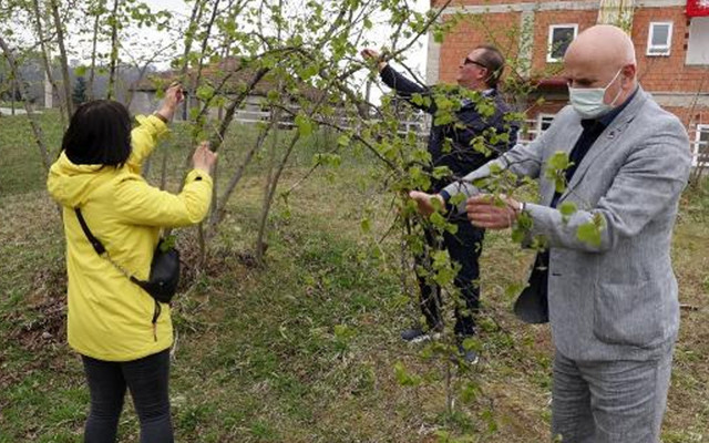 Fındıkta ‘kozalak akarı’ tehlikesi harekete geçirdi! Trabzon'da kilosuna 10 TL ödeniyor - Resim: 2