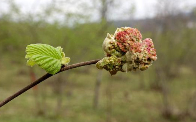 Fındıkta ‘kozalak akarı’ tehlikesi harekete geçirdi! Trabzon'da kilosuna 10 TL ödeniyor - Resim: 0