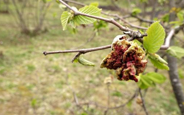 Fındıkta ‘kozalak akarı’ tehlikesi harekete geçirdi! Trabzon'da kilosuna 10 TL ödeniyor - Resim: 1