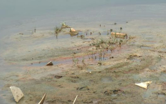 İstanbul'da sivrisinekler ortaya çıktı, 50 virüs bulaştırabiliyor! Prof. Dr. Hüseyin Yılmaz uyardı - Resim: 1